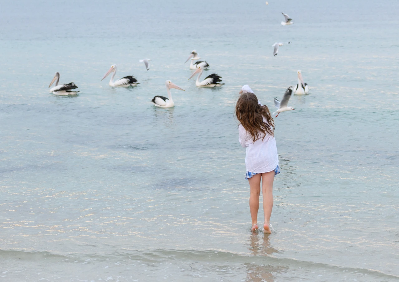 Feeding the pelicans