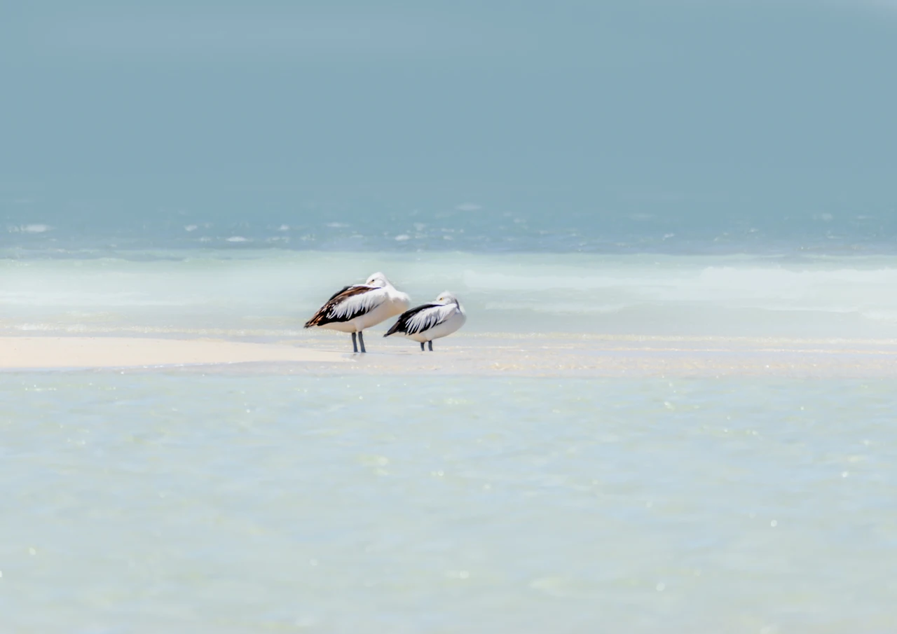 Two pelicans resting