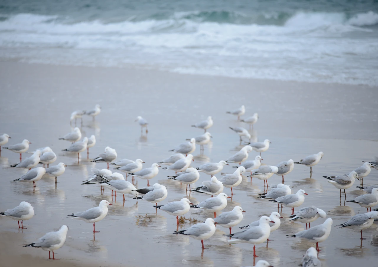 Facing the wind seagulls
