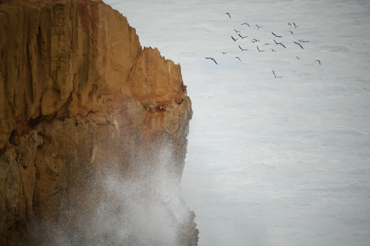 Seagulls flying past a cliff face