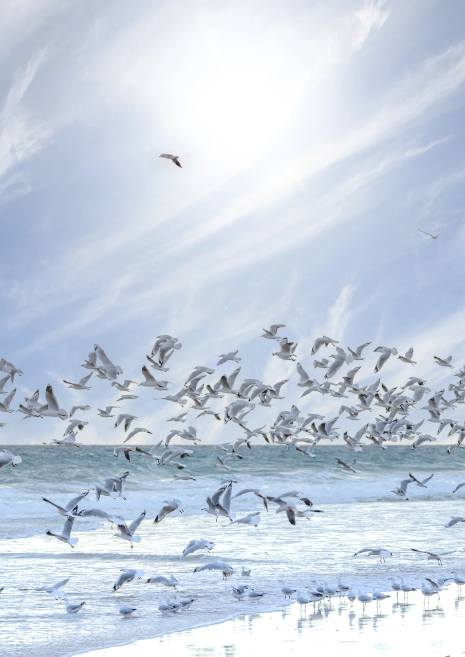 Seagulls flying away
