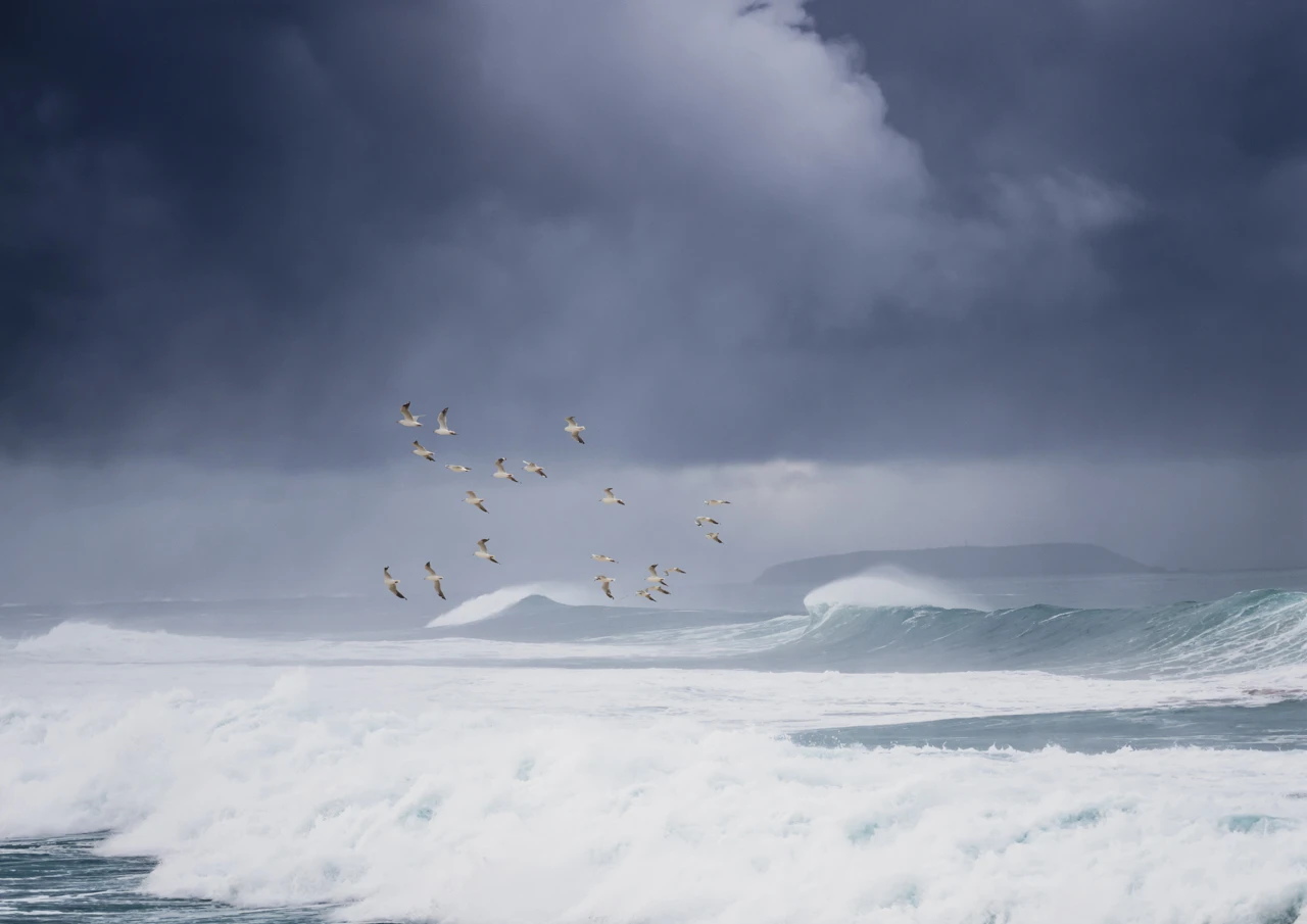 Birds on a stormy day
