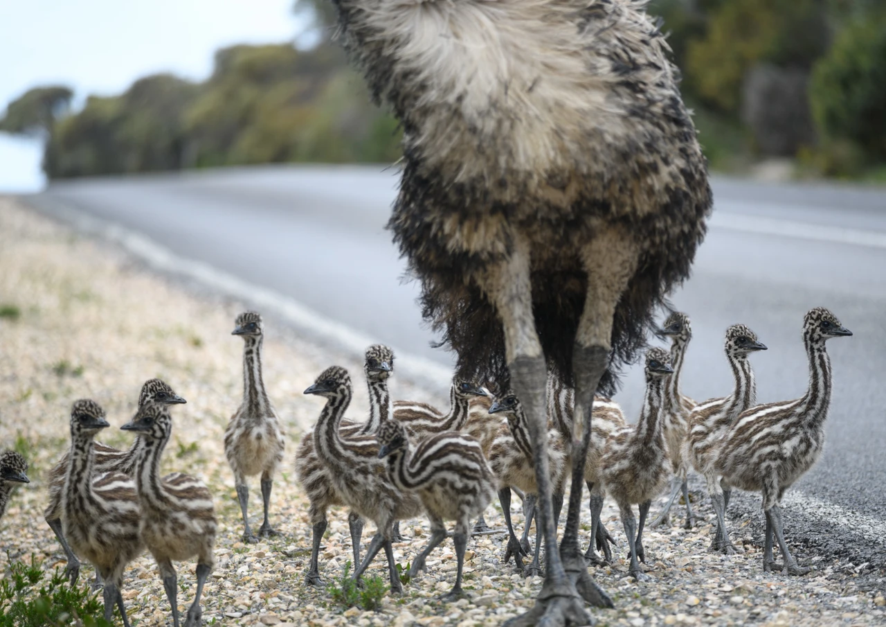 Emus