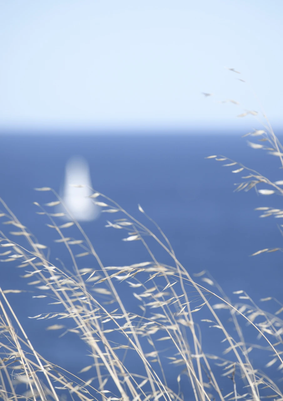 White sail and grasses in foreground