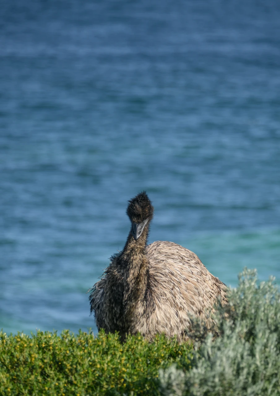 Emu