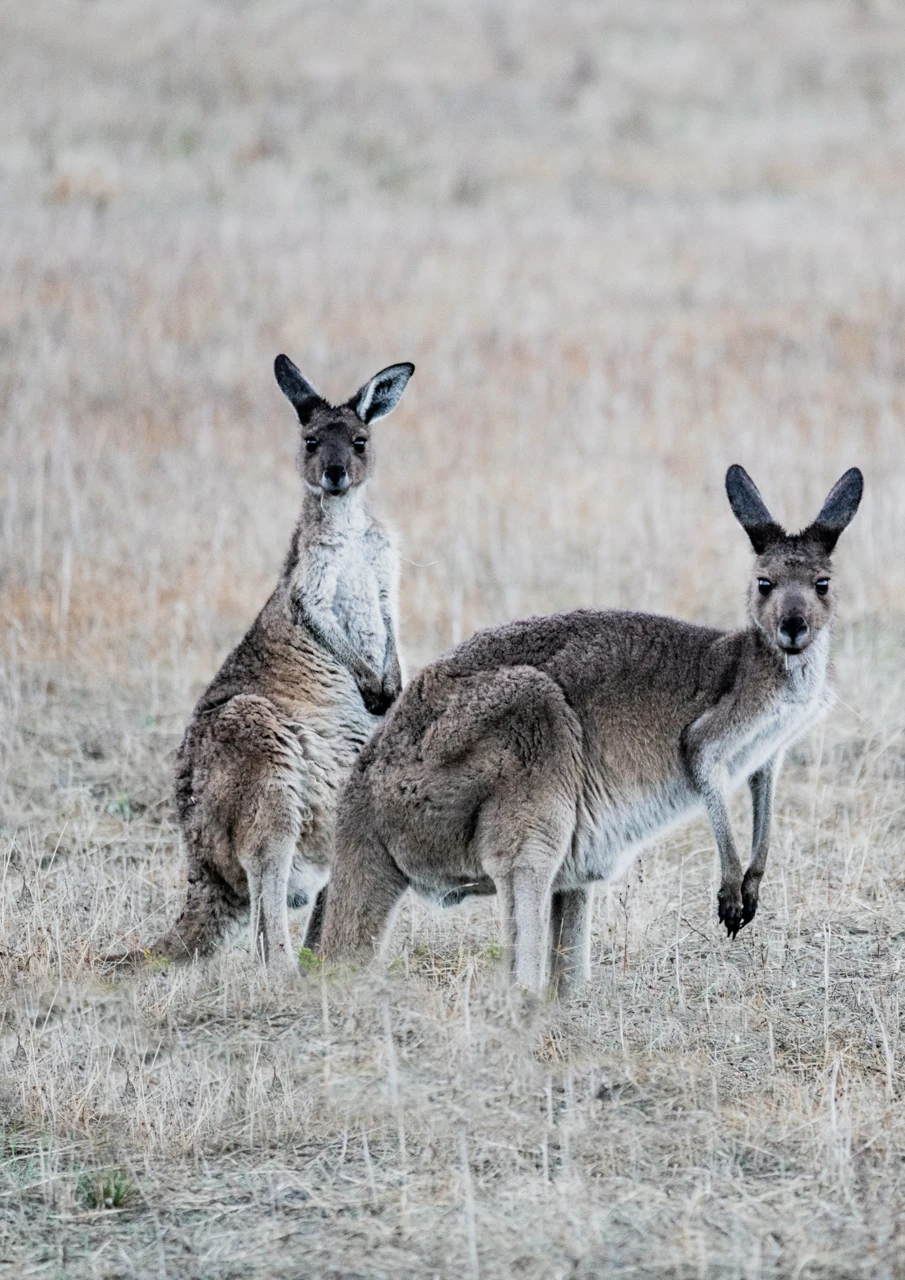 Two kangaroos