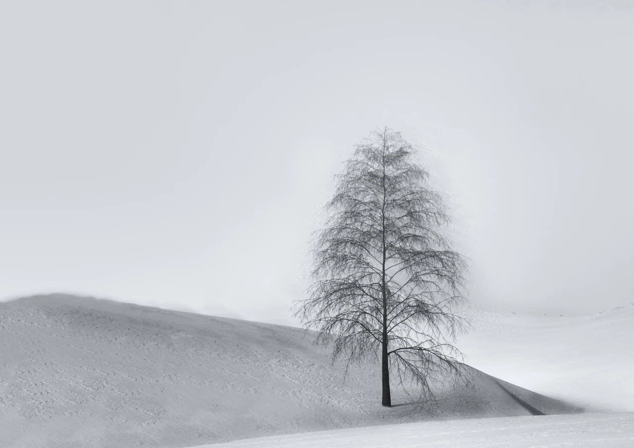 Tree in the snow