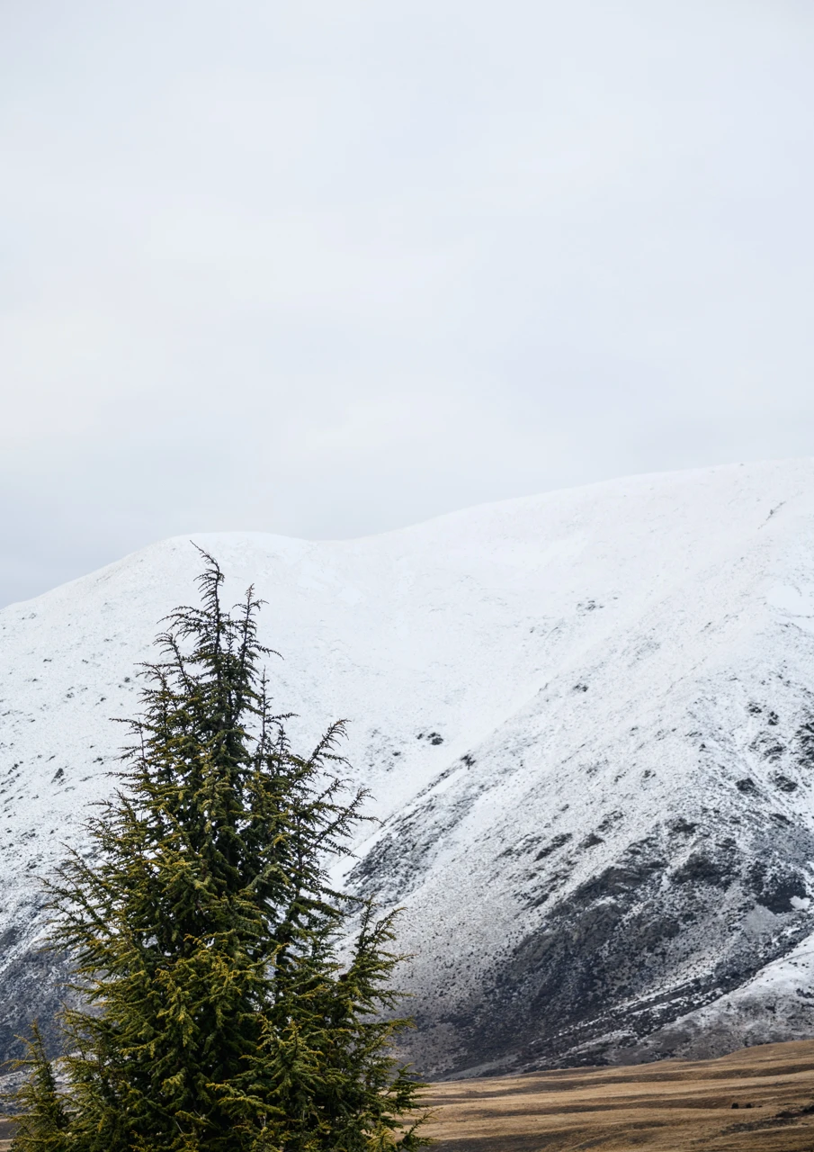 View from our cottage snow and pine tree