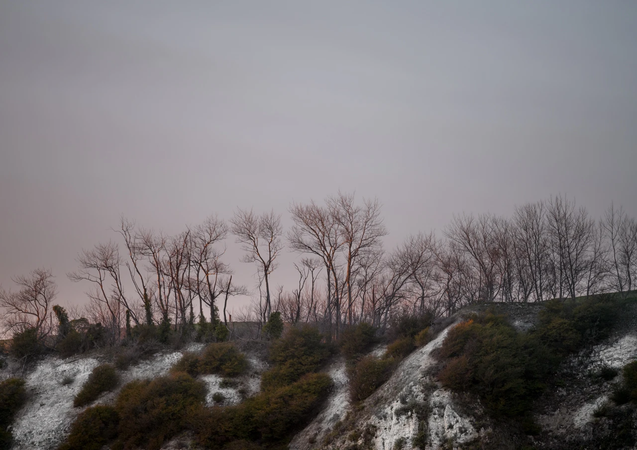 Trees on snowy hill