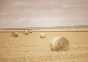 Hay bales