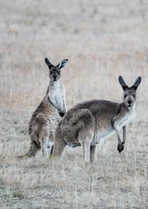 Kangaroos