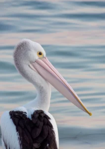 Pelican