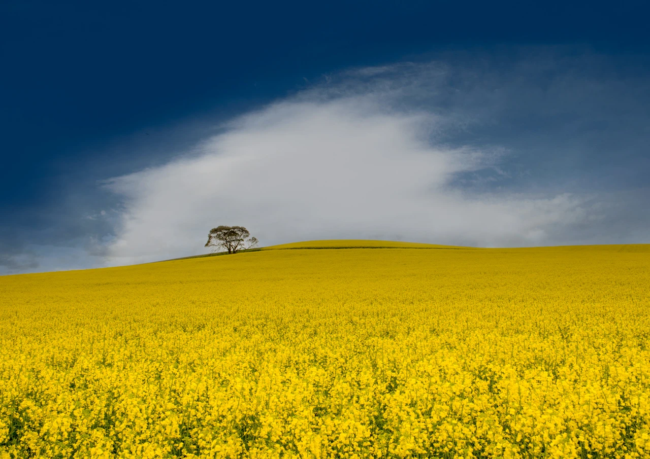 Canola field and one tree