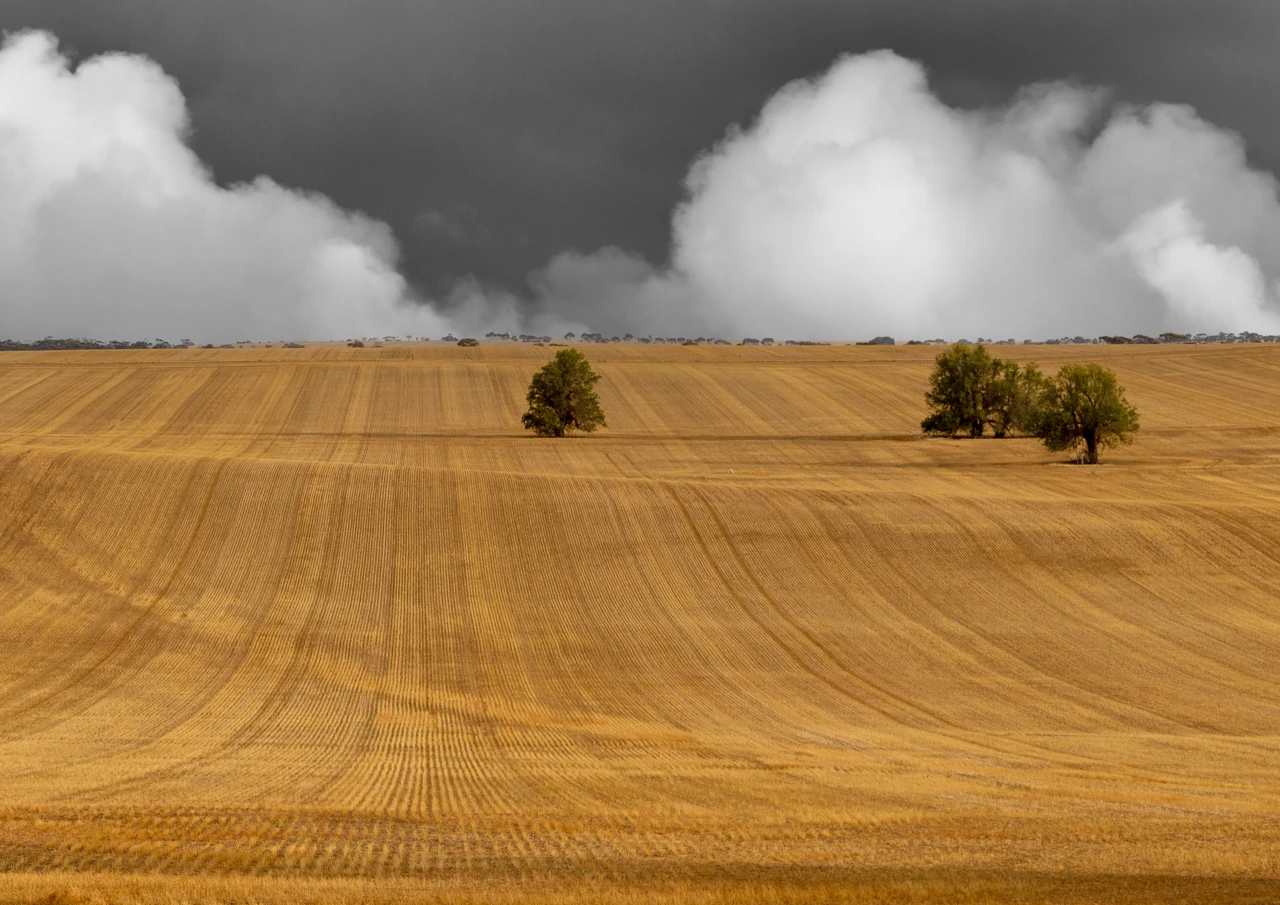 Wheat fields over the hills and white clouds