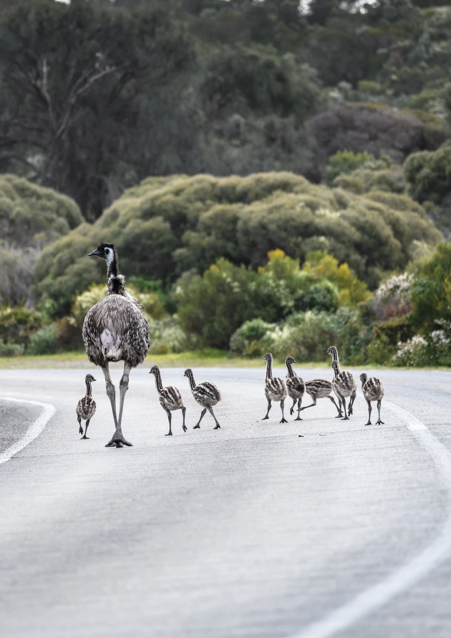 Emus crossing the road