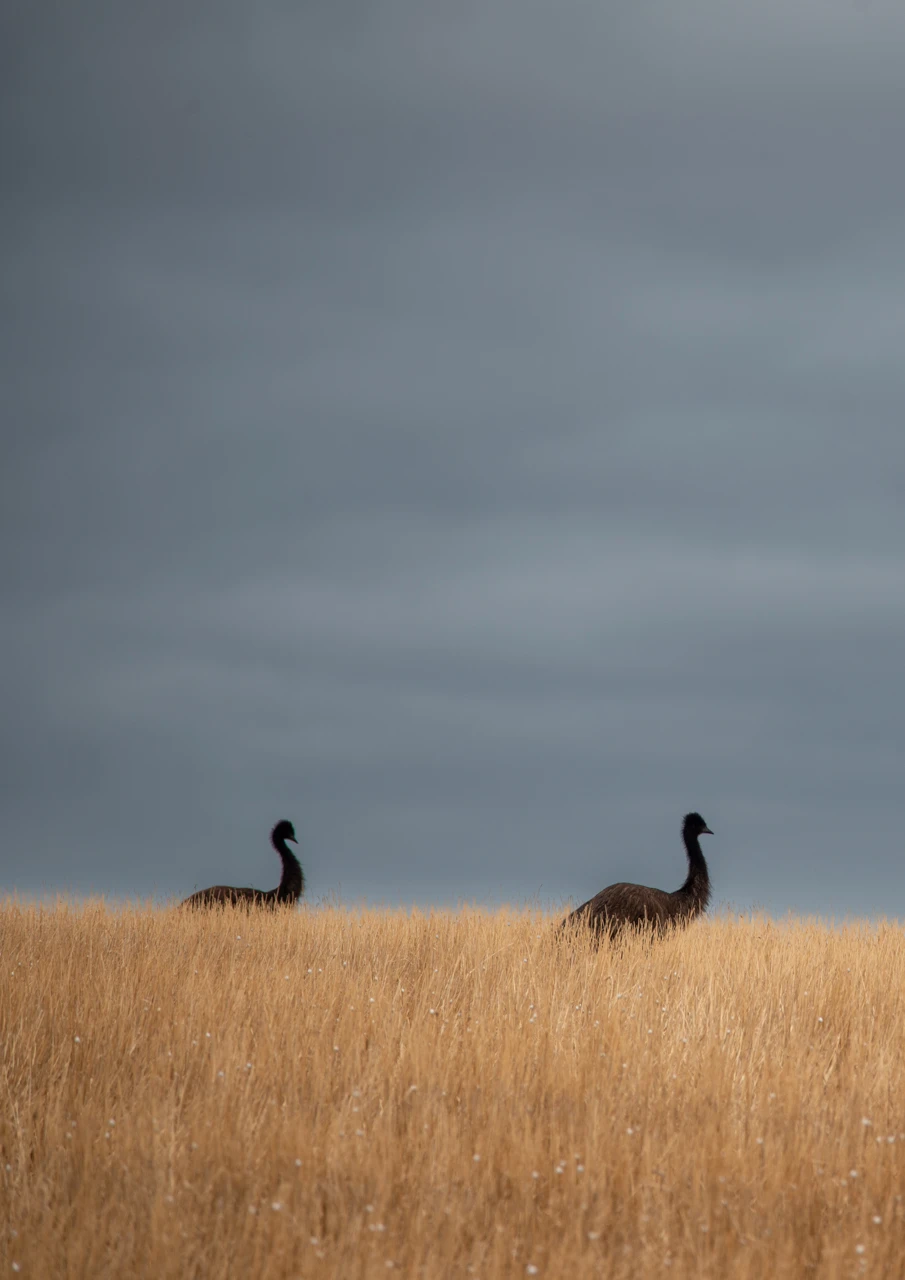 Emus in the evening wandering in dry grass