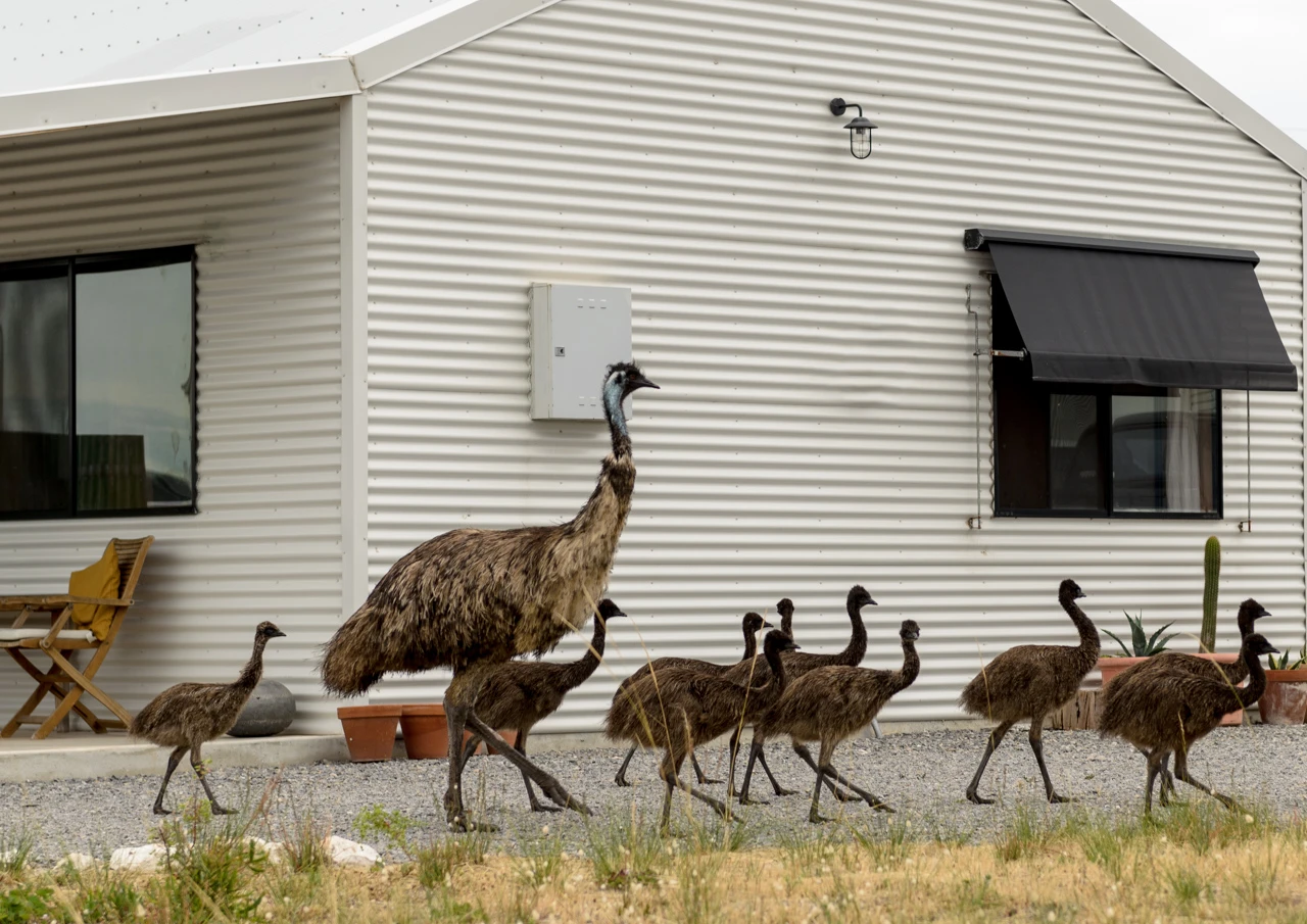 Emus walking past the beach house