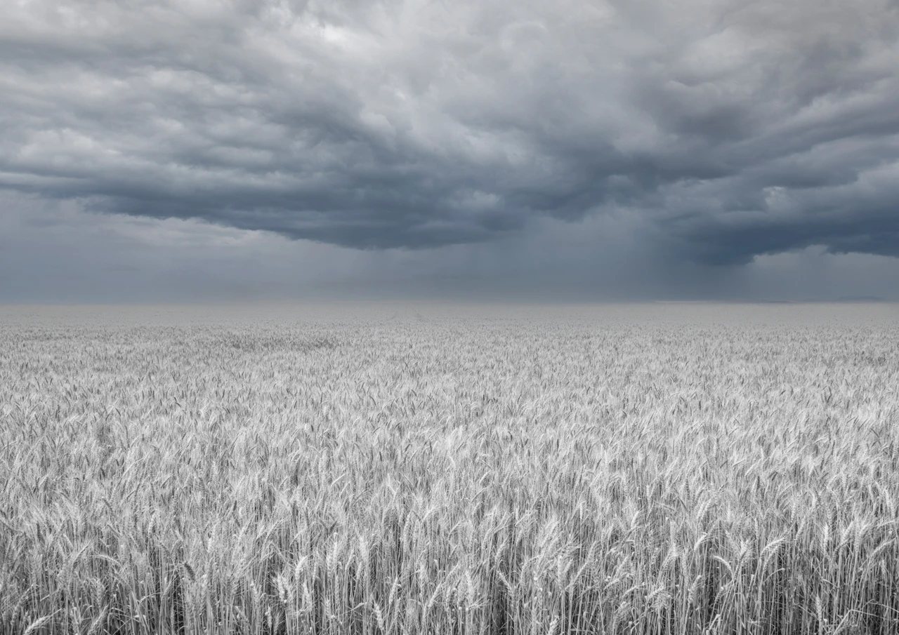 Ethereal wheat field and cloudy skies