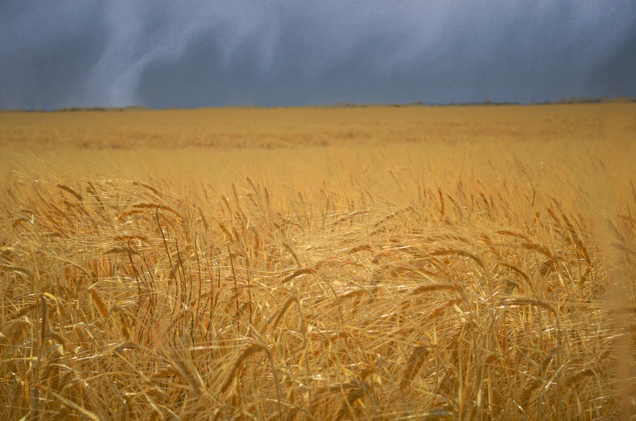 Golden barley field