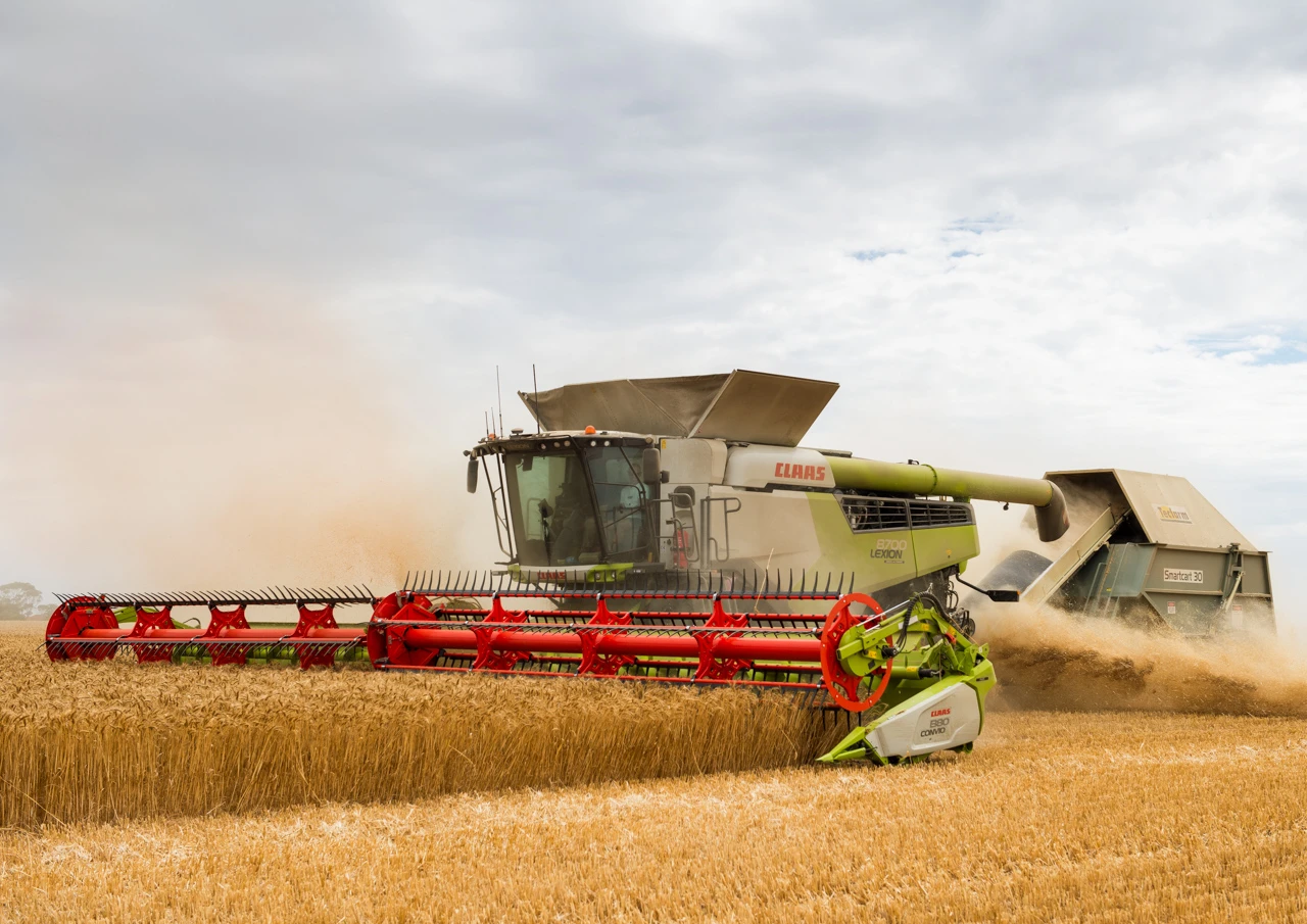 Harvester cutting wheat