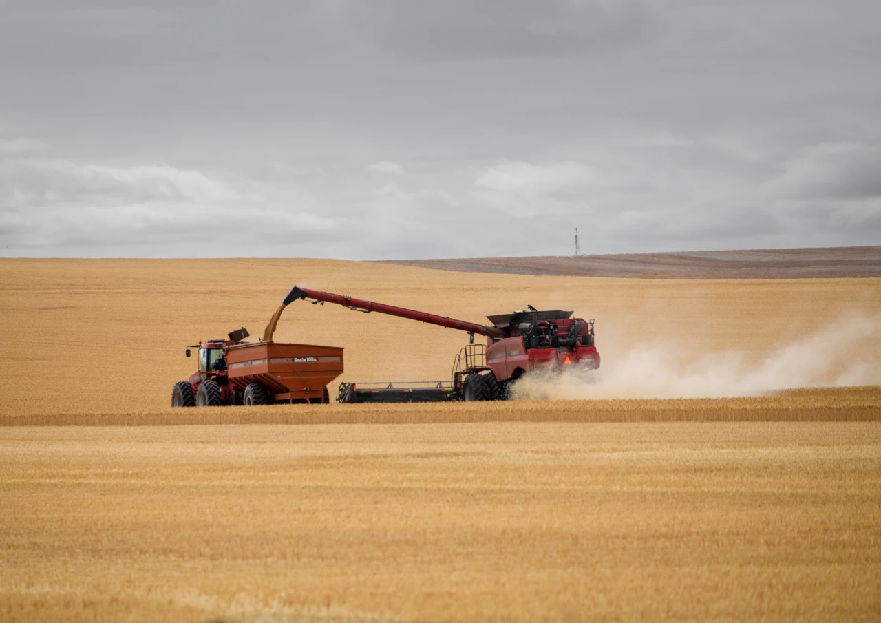 Red wheat harvester