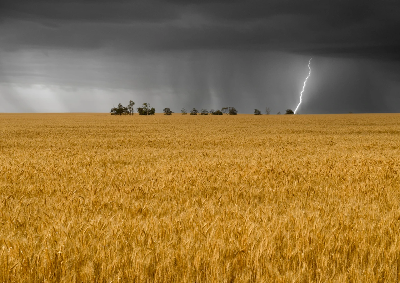 Lightening over the wheat field