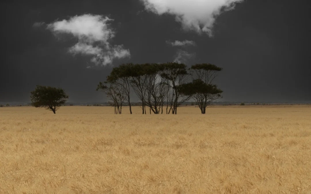 Photographing the golden, whispering wheat fields.