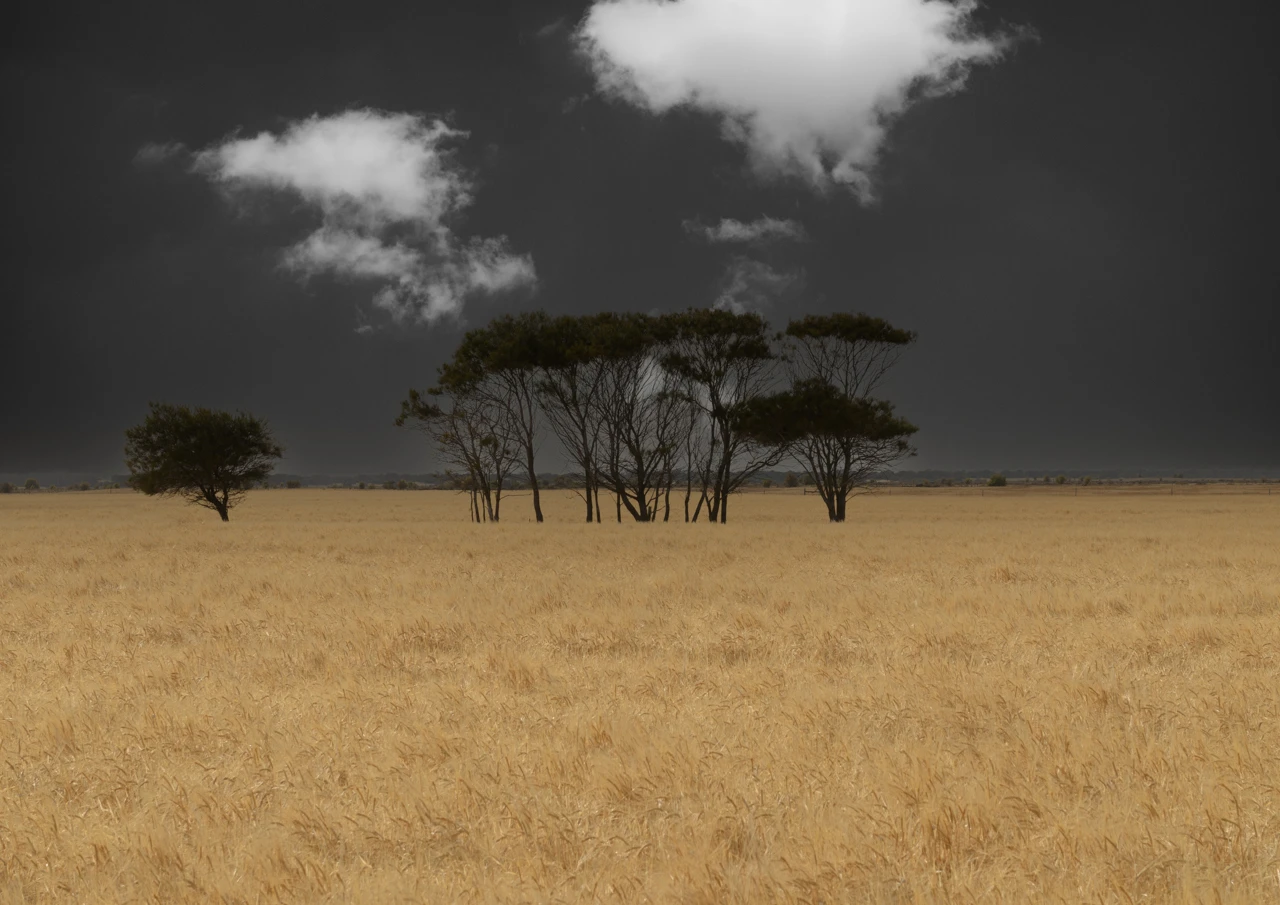 Line of trees in a wheat field and dark sky