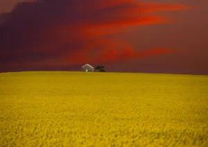 Red sky over the canola field