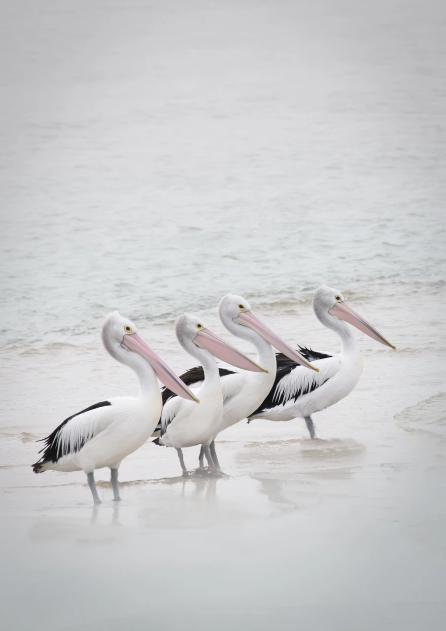 Pelicans Marion bay