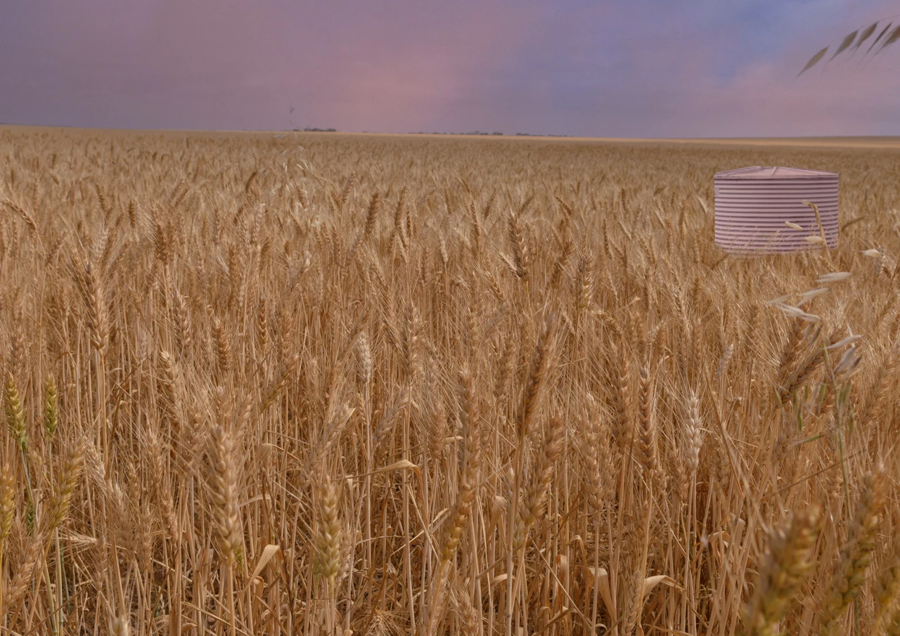 Pink water tank in a wheat field