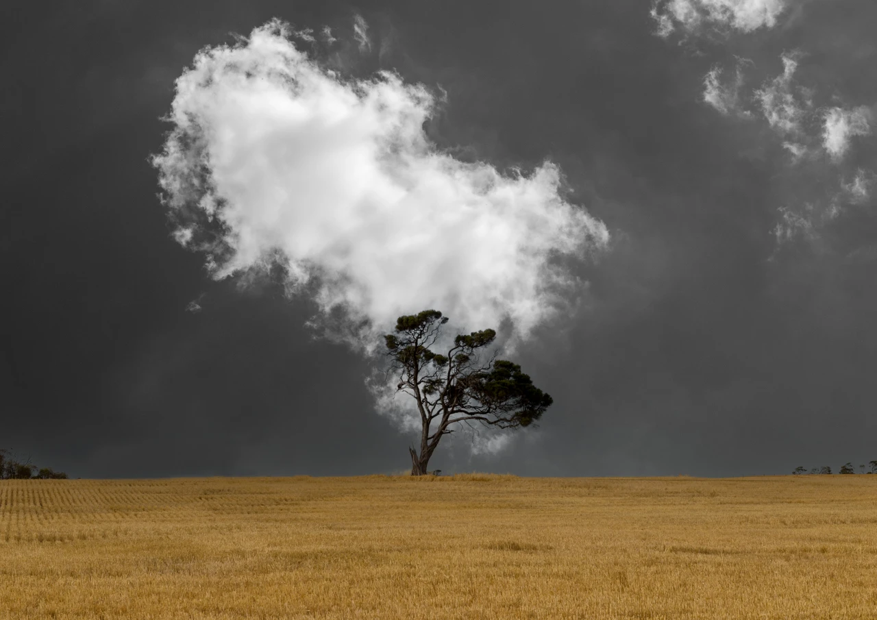 Tree and dark sky in a wheat field