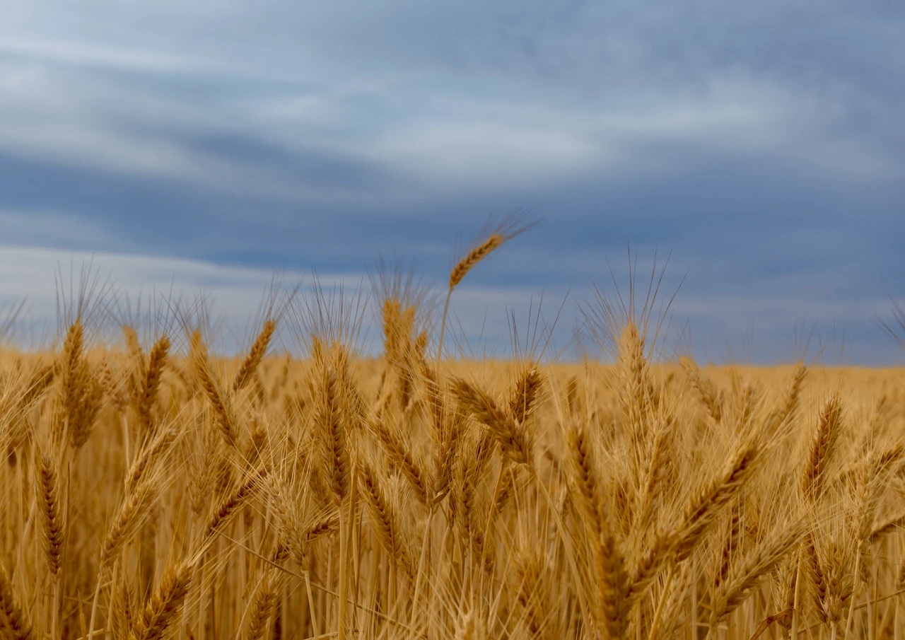 Wheat and blue sky