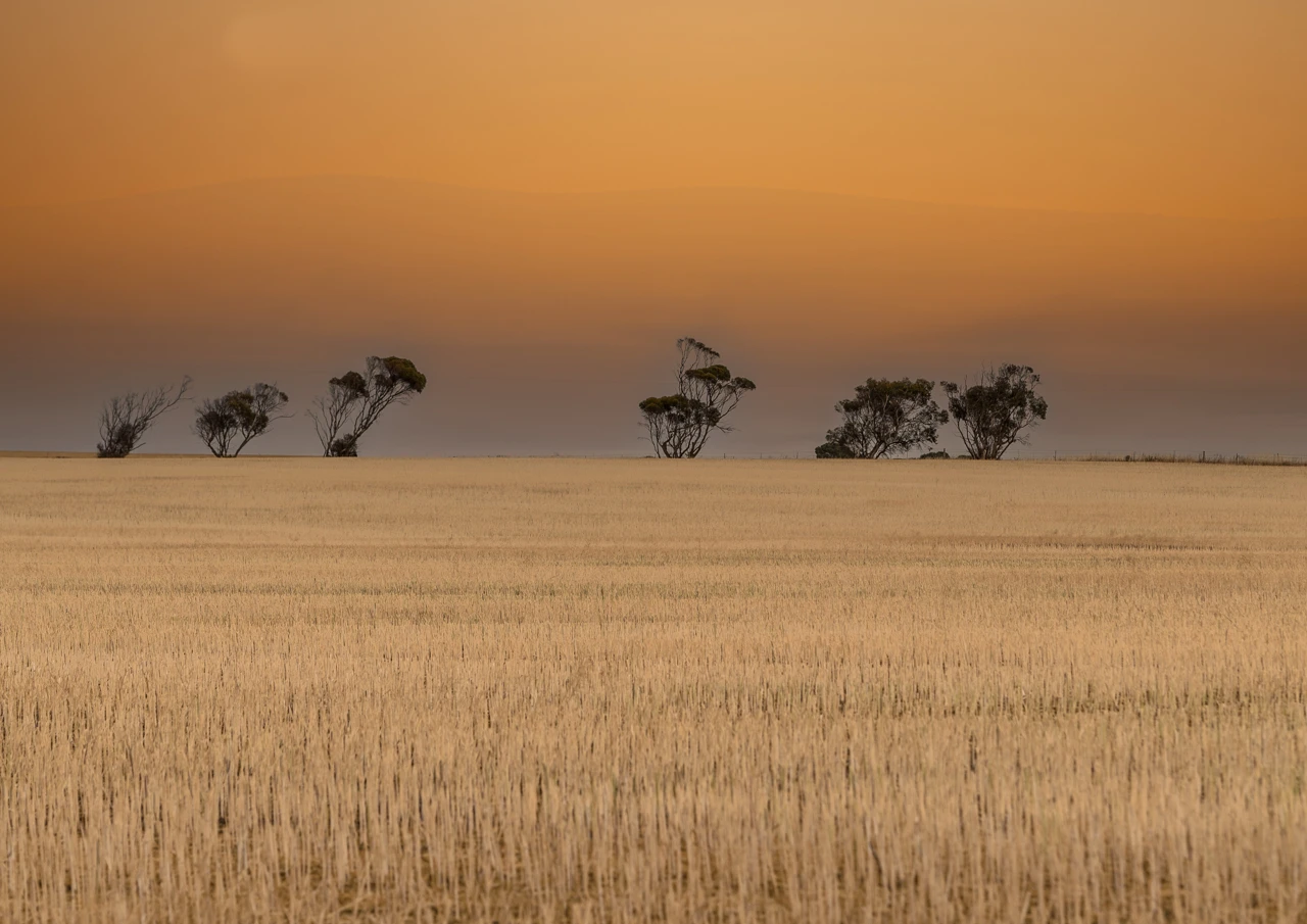 Wheat field and orange sunset