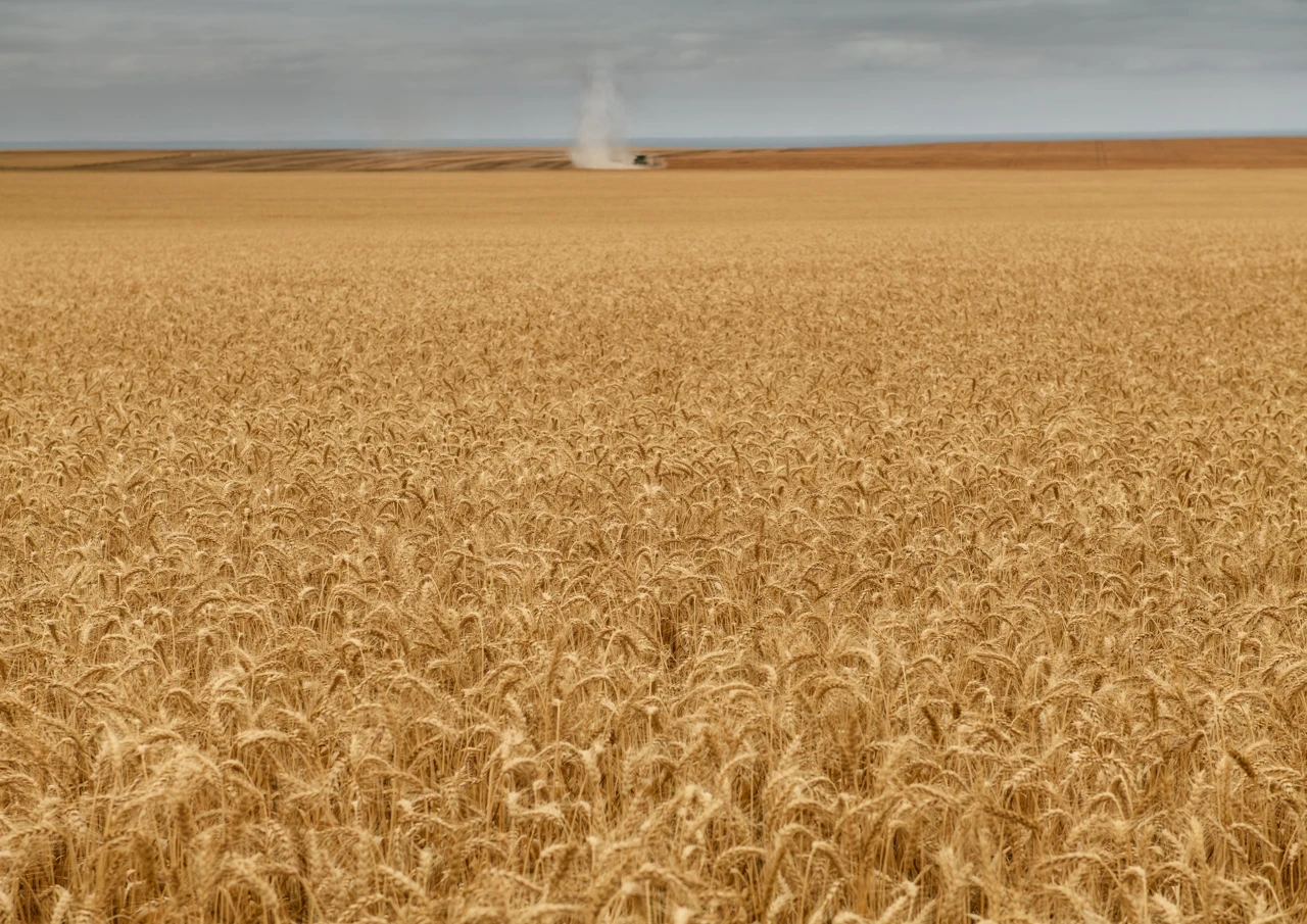 Wheat field with harvester way in the distance