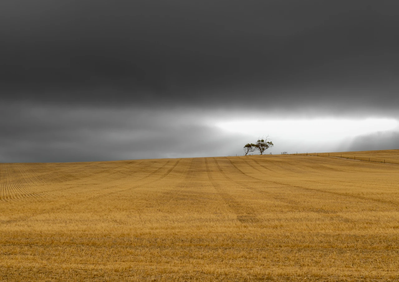 Dark skies over a harvested wheat field