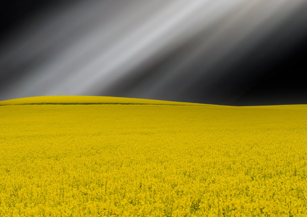 Dark sky with sun rays and a yellow canola field