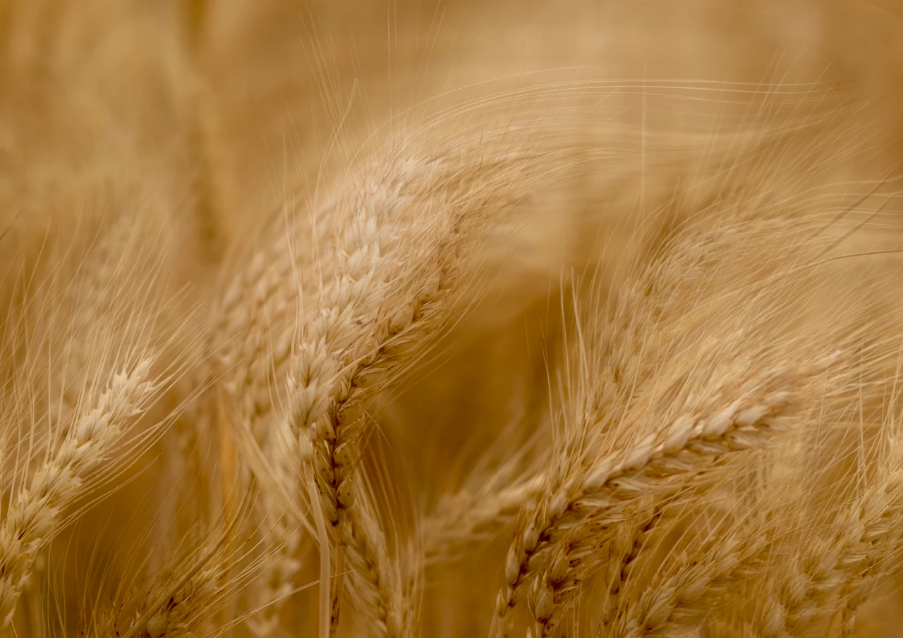 Swirling golden wheat in the wind