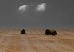 Wheat field harvested and a various trees