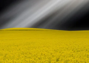 Canola field and black sky with sun rays