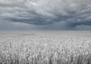 Wheat field translated into grey and blue hues.