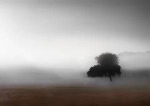 Fog and a lone tree in the stillness