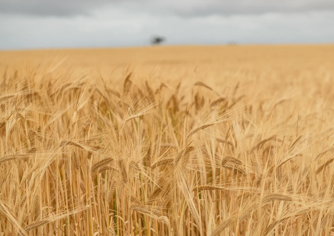 Golden wheat field and faint dark tree in the background