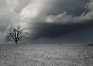 Grey and blue hues wheat field and old rugged tree