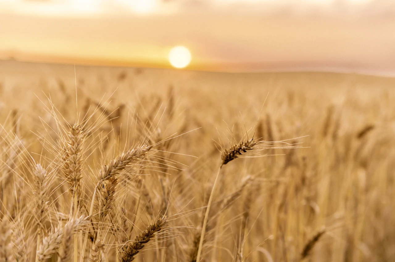 Sunset and a golden wheat field