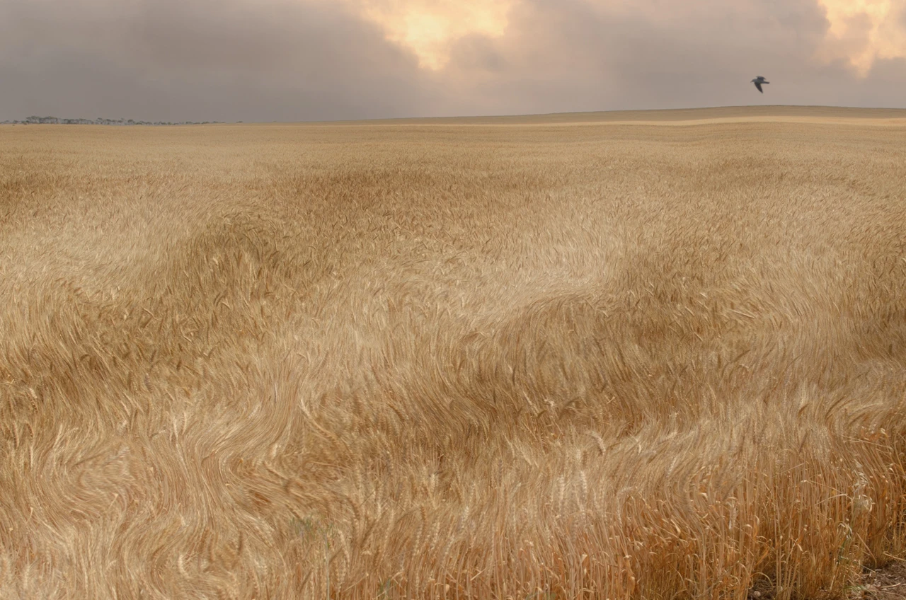 Swirling golden wheat fields and a bird flying above