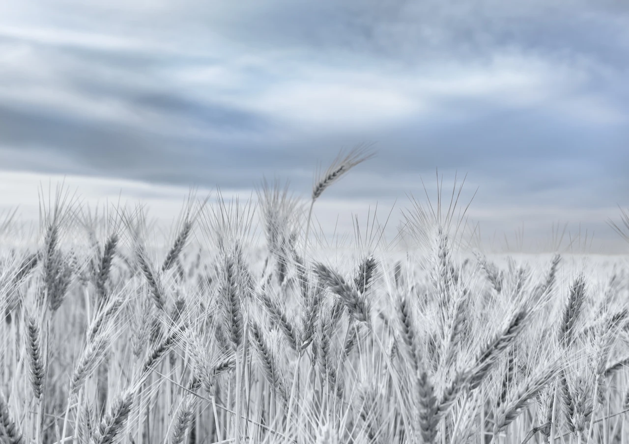 Wheat field and grey blue sky, grey tones