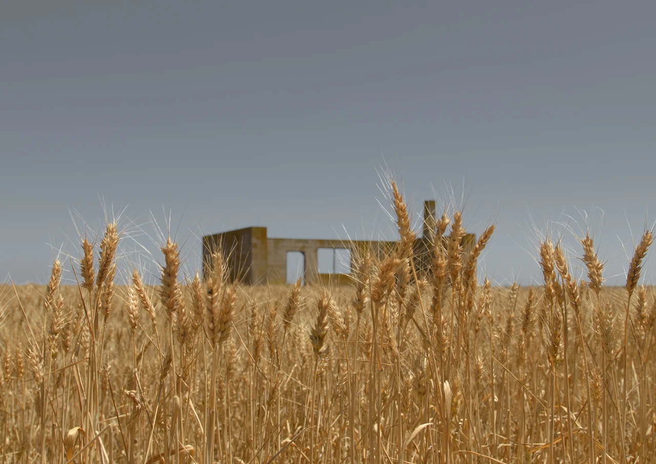 Wheat field and an old house in background