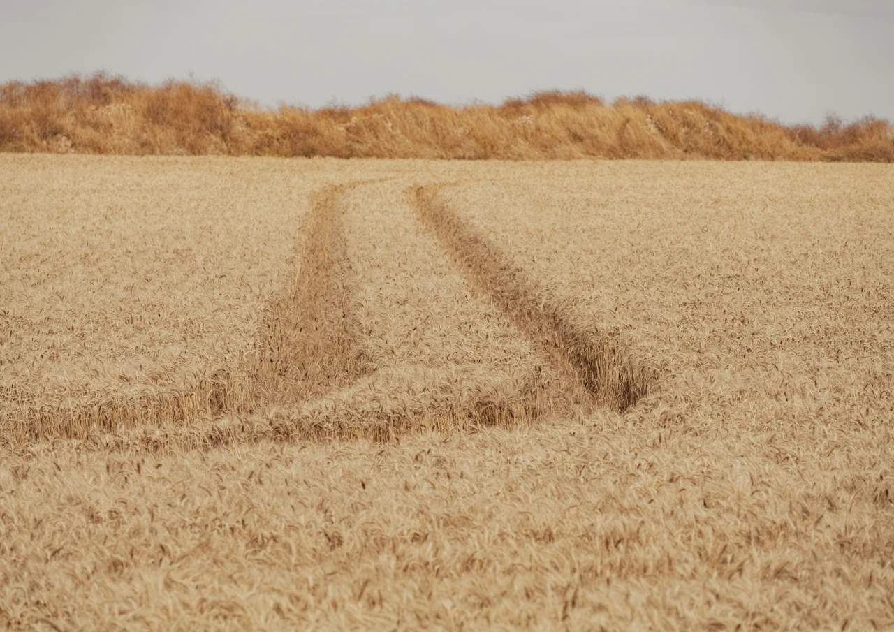 Track lines in a golden wheat field