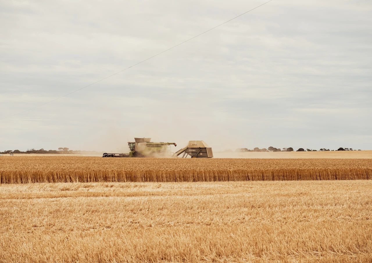 Harvester in a wheat field harvesting the grain